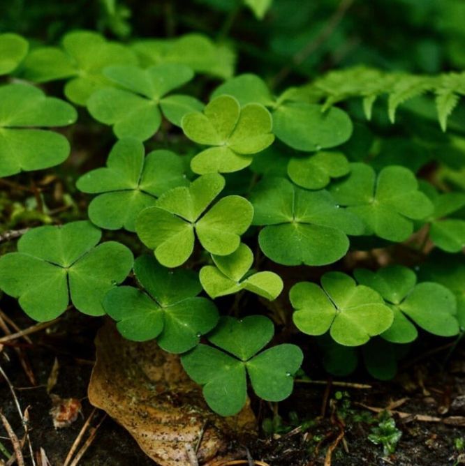 Oxalis & Dog's Mercury
