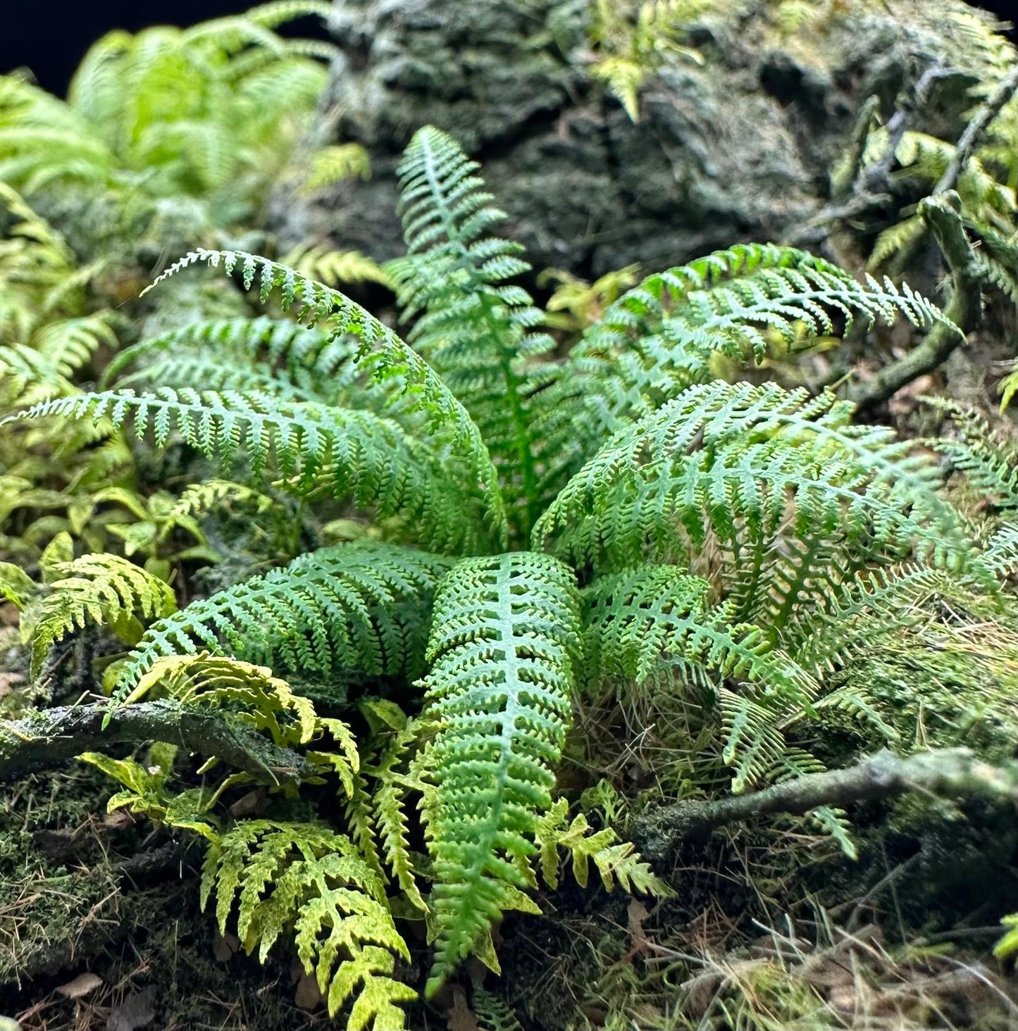 Lady Fern