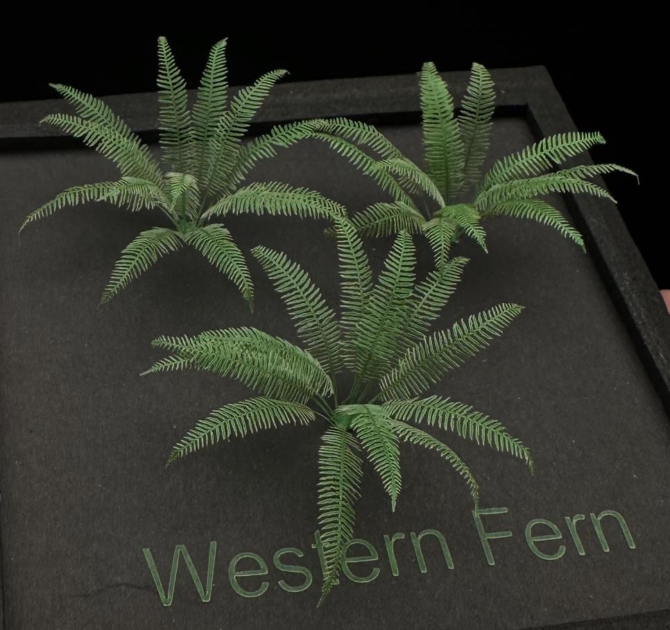 Western Fern