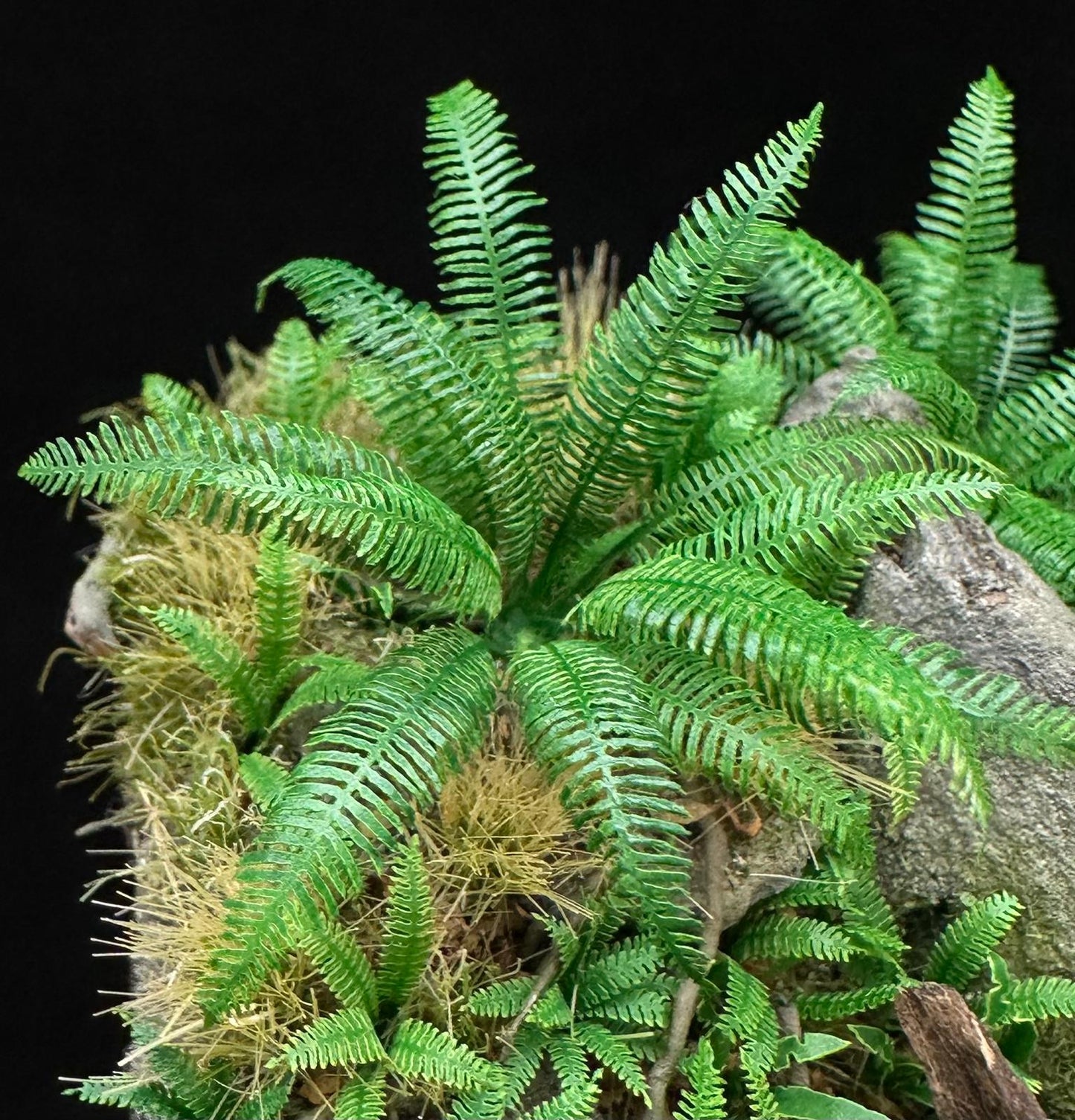Western Fern