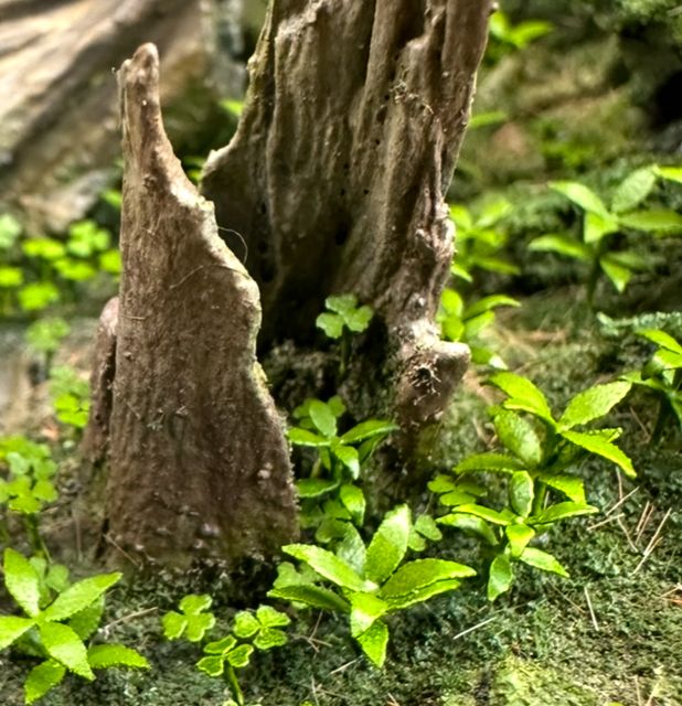 Oxalis & Dog's Mercury
