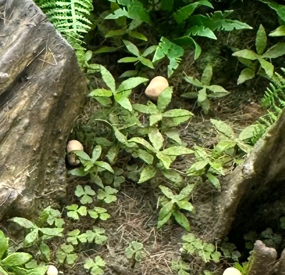Oxalis & Dog's Mercury