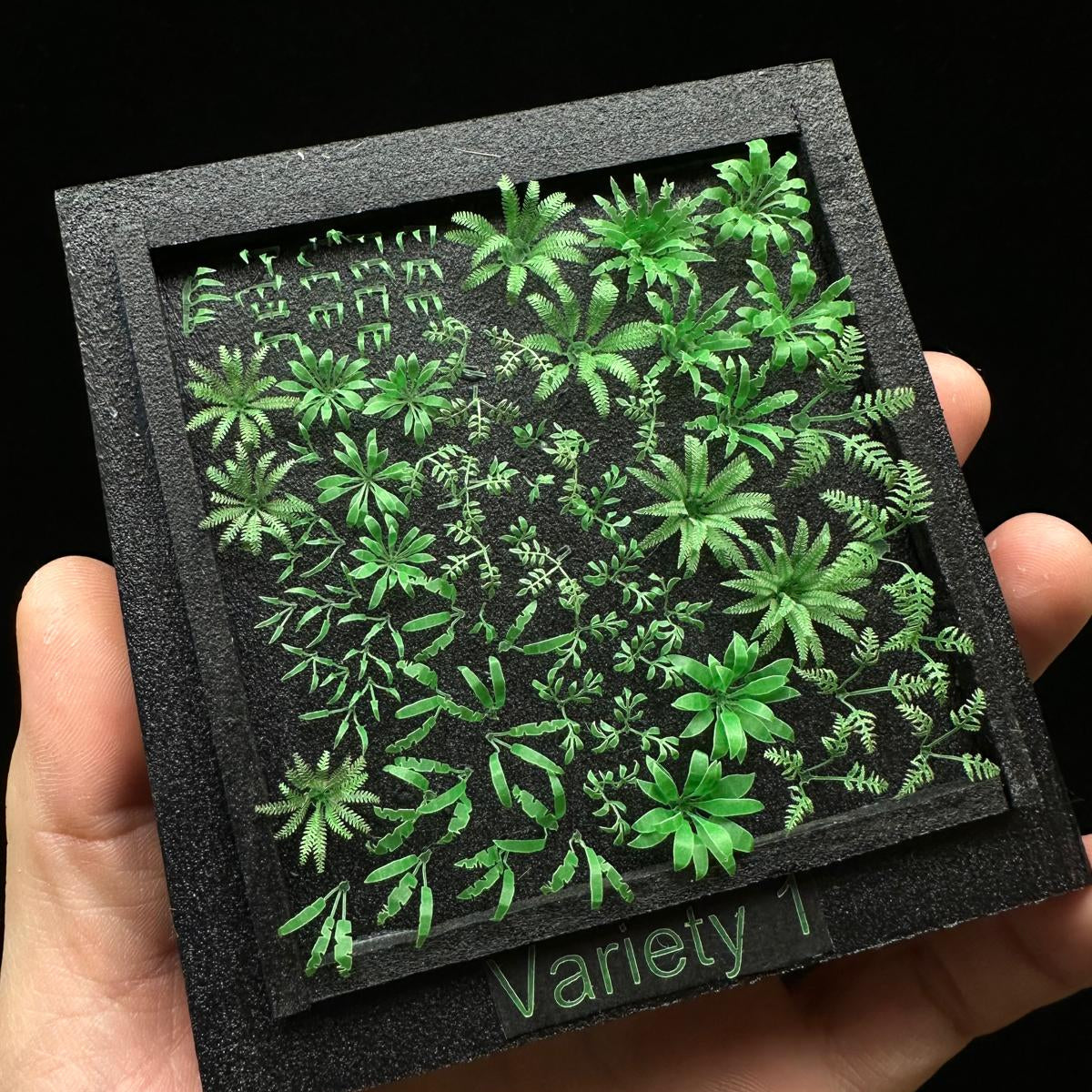 Variety 1