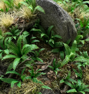 Hard Fern