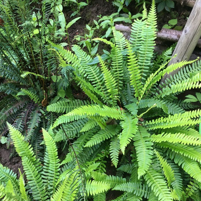 Hard Fern