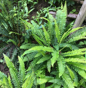 Hard Fern