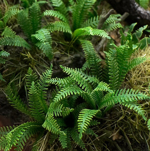 Hard Fern