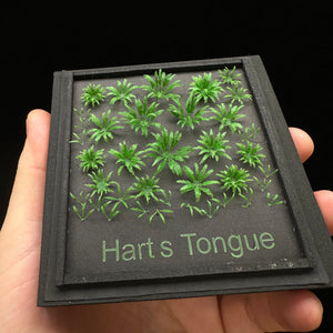 Hart’s Tongue