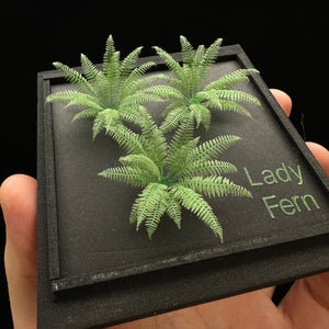 Lady Fern