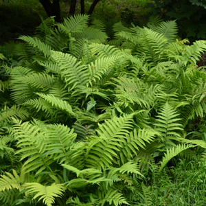 Lady Fern