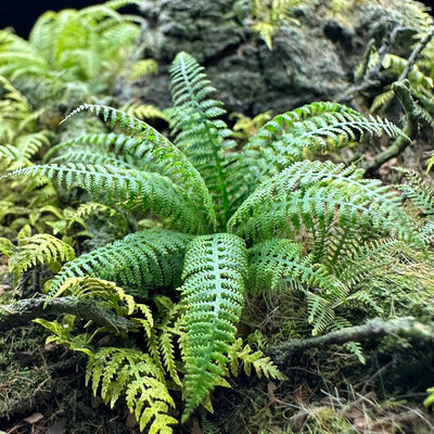 Lady Fern