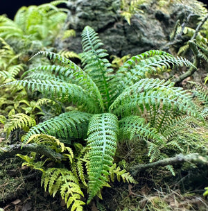 Lady Fern