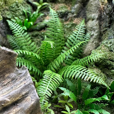 Lady Fern