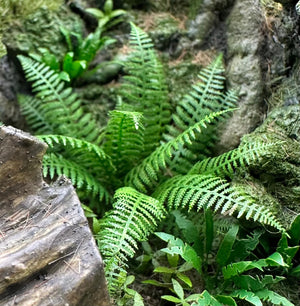 Lady Fern