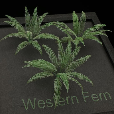 Western Fern