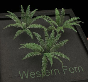 Western Fern