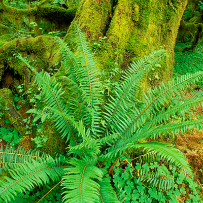 Western Fern