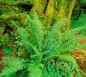 Western Fern
