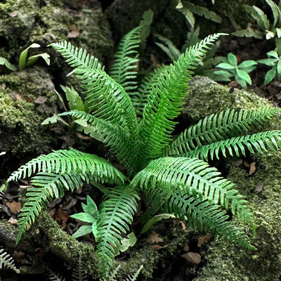 Western Fern