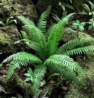 Western Fern