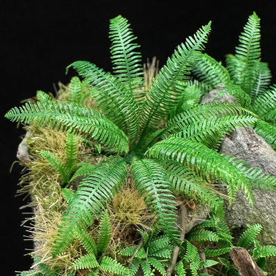 Western Fern