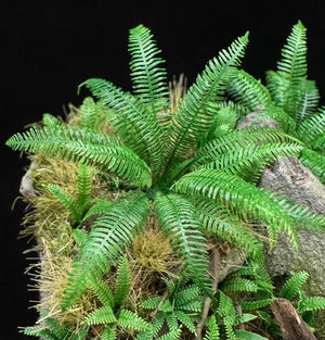 Western Fern