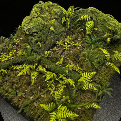 Wood Fern