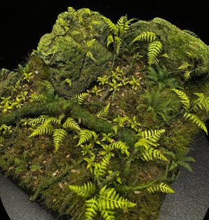 Wood Fern