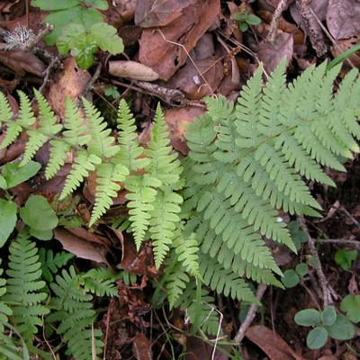 Wood Fern