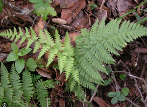 Wood Fern