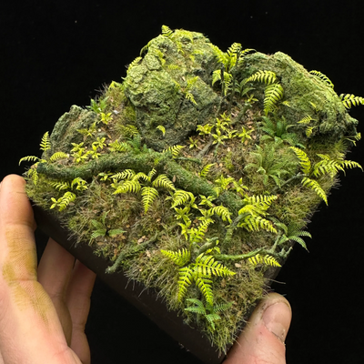 Wood Fern