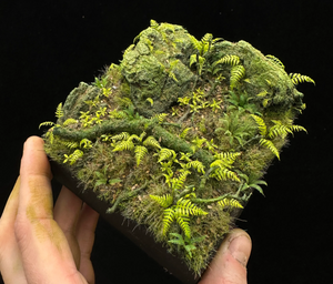 Wood Fern