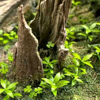 Oxalis & Dog's Mercury