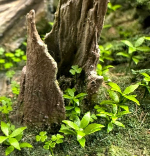 Oxalis & Dog's Mercury