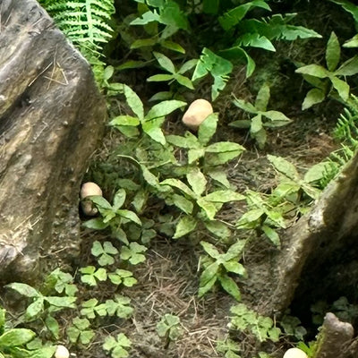 Oxalis & Dog's Mercury