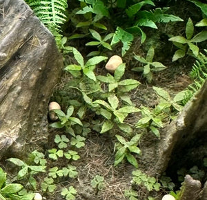 Oxalis & Dog's Mercury