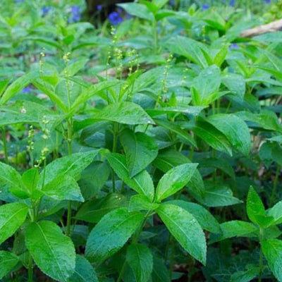 Oxalis & Dog's Mercury