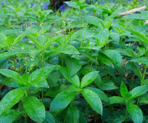 Oxalis & Dog's Mercury
