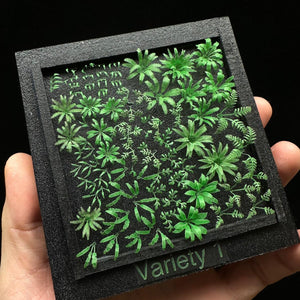 Variety 1