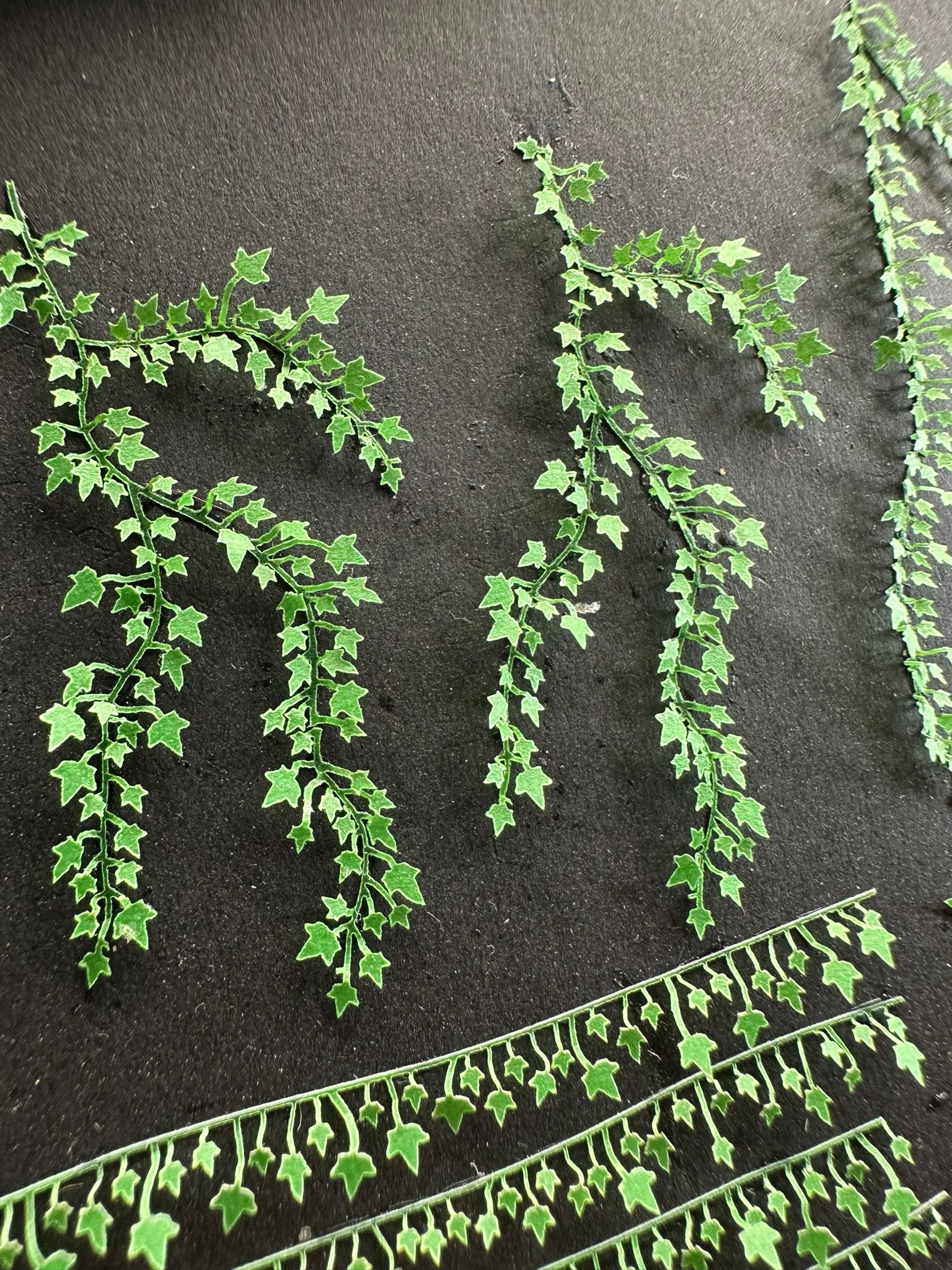 Ivy
