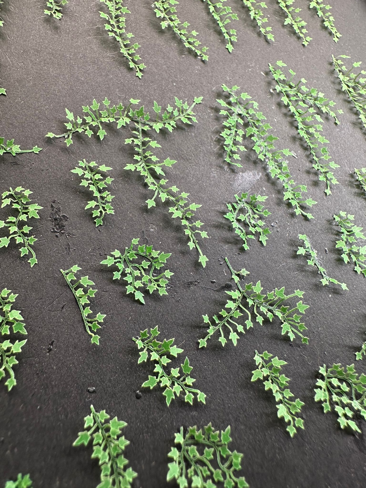 Ivy