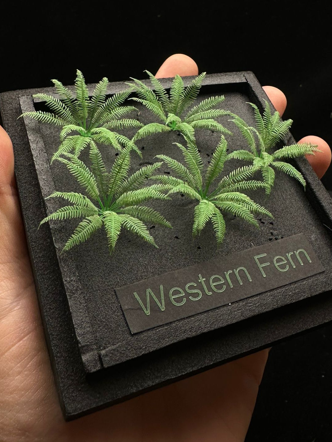 Western Fern