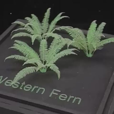 Western Fern