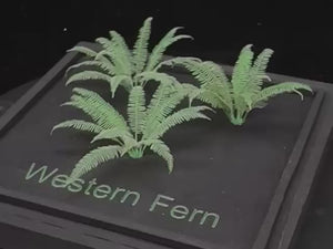 Western Fern