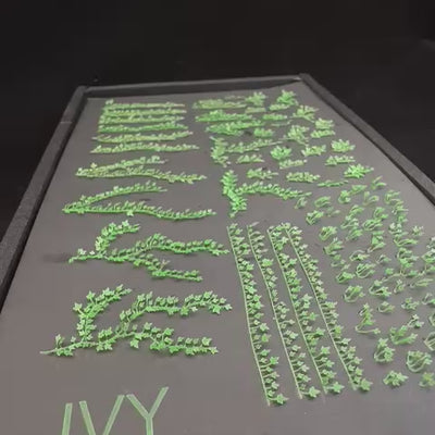 Ivy