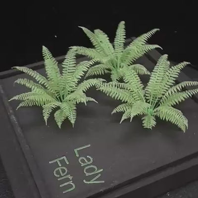 Lady Fern