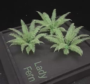 Lady Fern